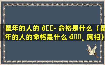 鼠年的人的 🌷 命格是什么（鼠年的人的命格是什么 🕸 属相）